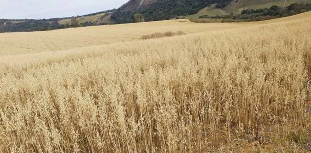 Fazenda, 313 hectares - Foto 11