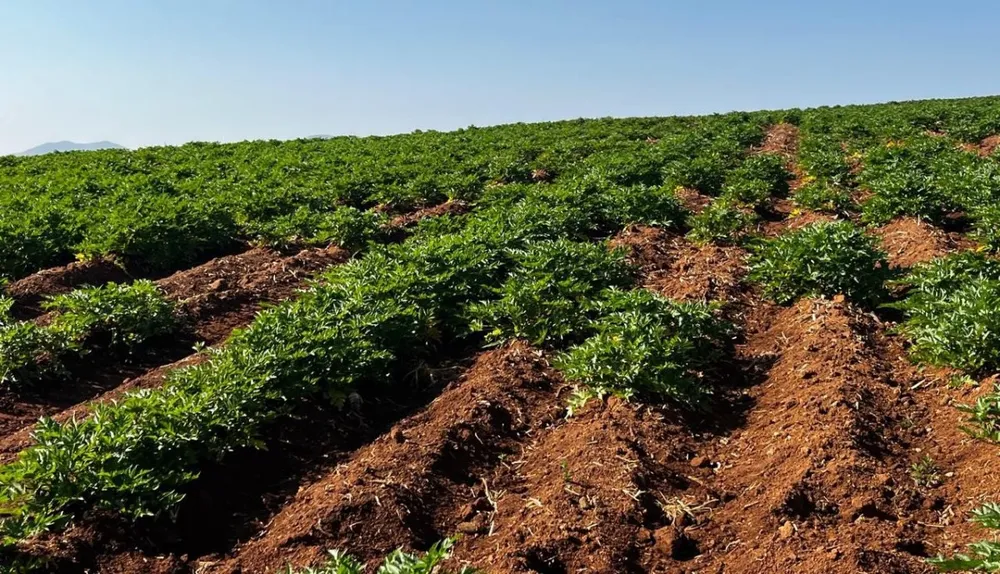 Fazenda, 313 hectares - Foto 4
