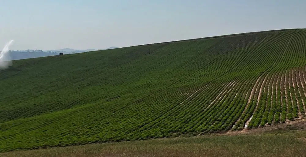 Fazenda, 313 hectares - Foto 12
