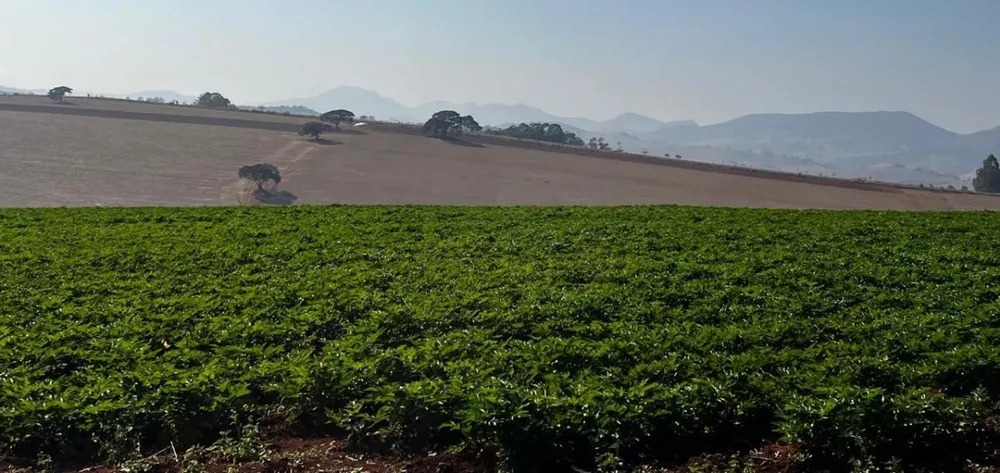 Fazenda, 313 hectares - Foto 8