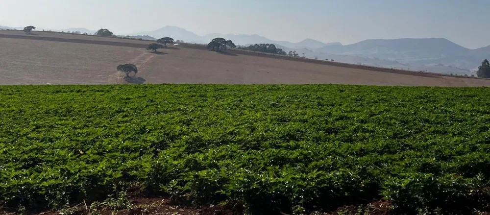 Fazenda, 313 hectares - Foto 23