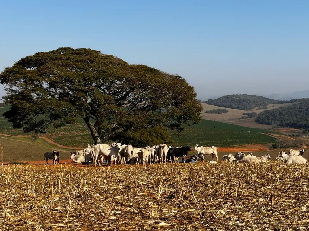Fazenda, 313 hectares - Foto 14