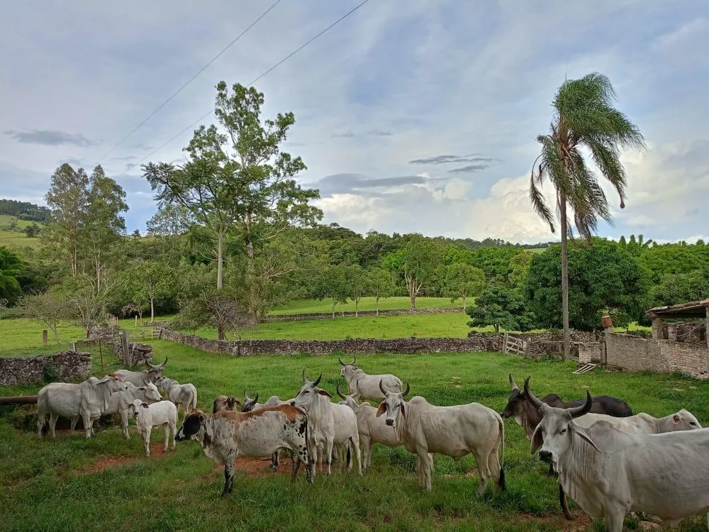 Fazenda, 1 quarto - Foto 13