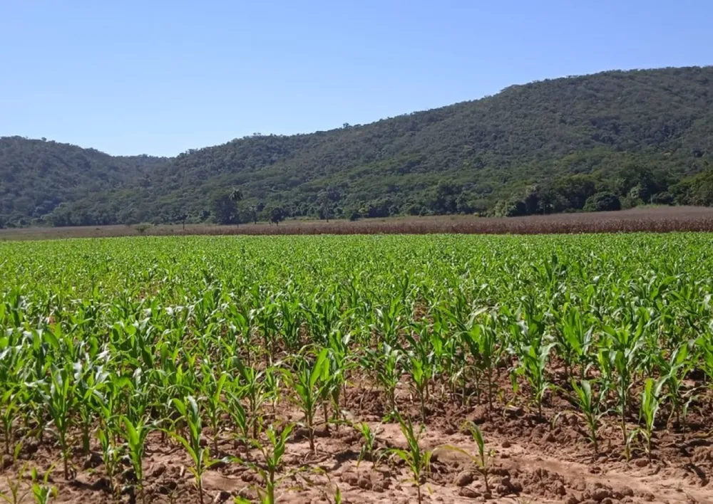 Fazenda, 200 hectares - Foto 3