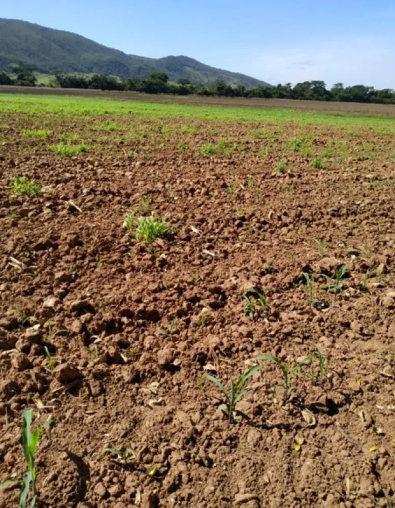 Fazenda, 200 hectares - Foto 10
