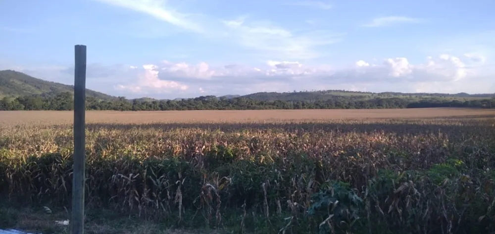 Fazenda, 200 hectares - Foto 7