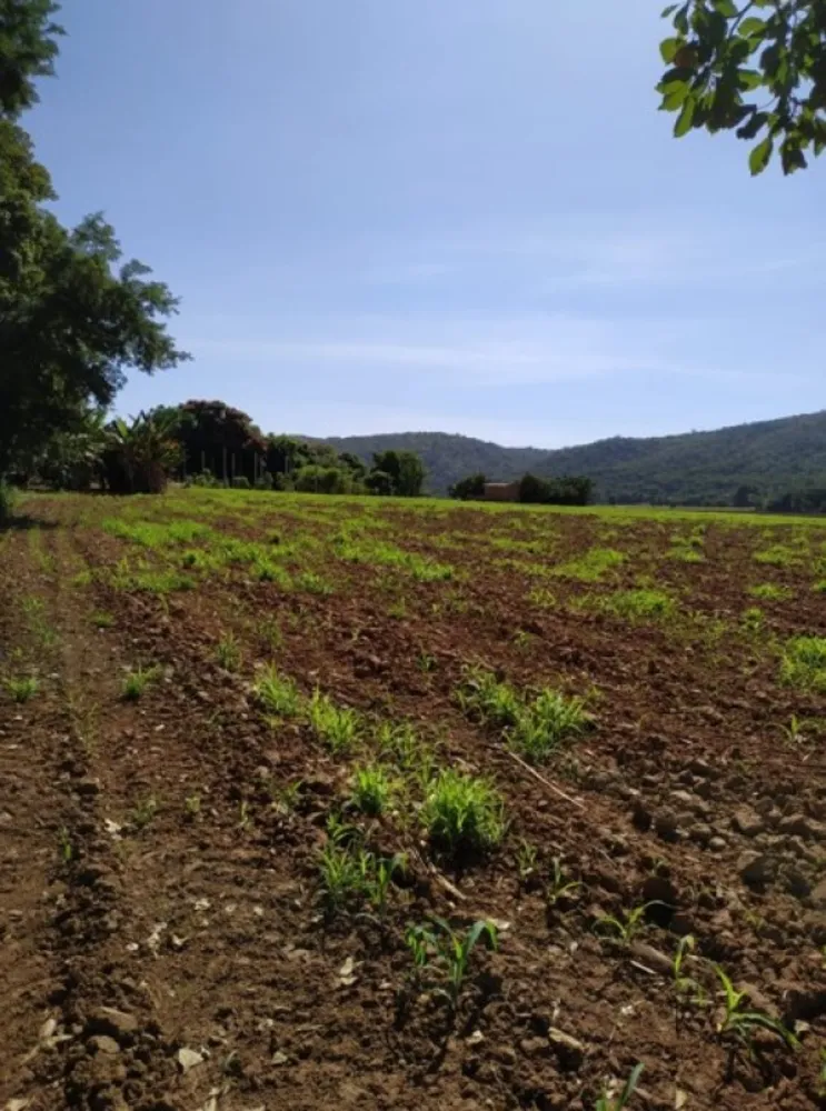 Fazenda, 200 hectares - Foto 11