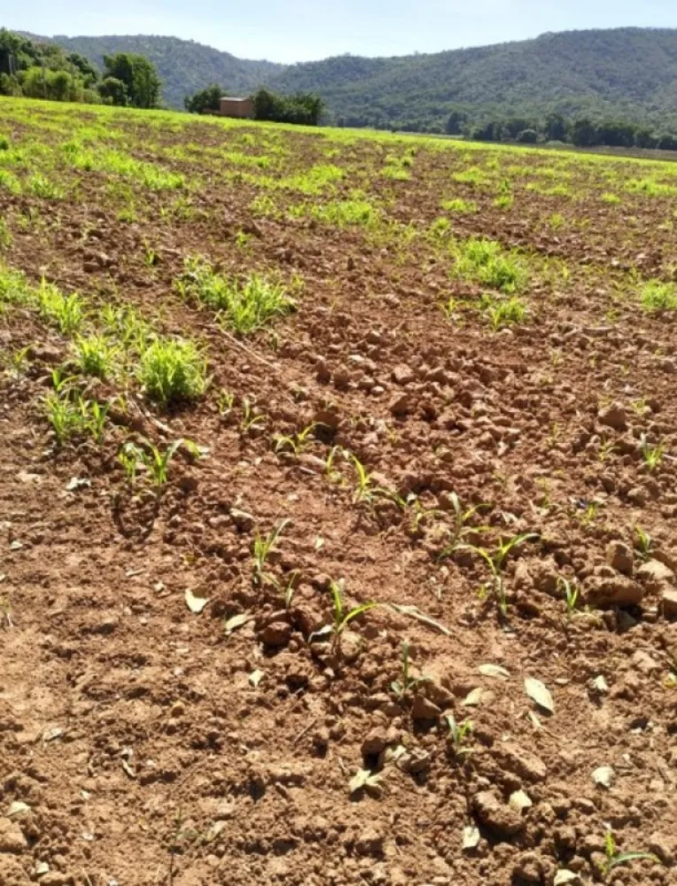 Fazenda, 200 hectares - Foto 12