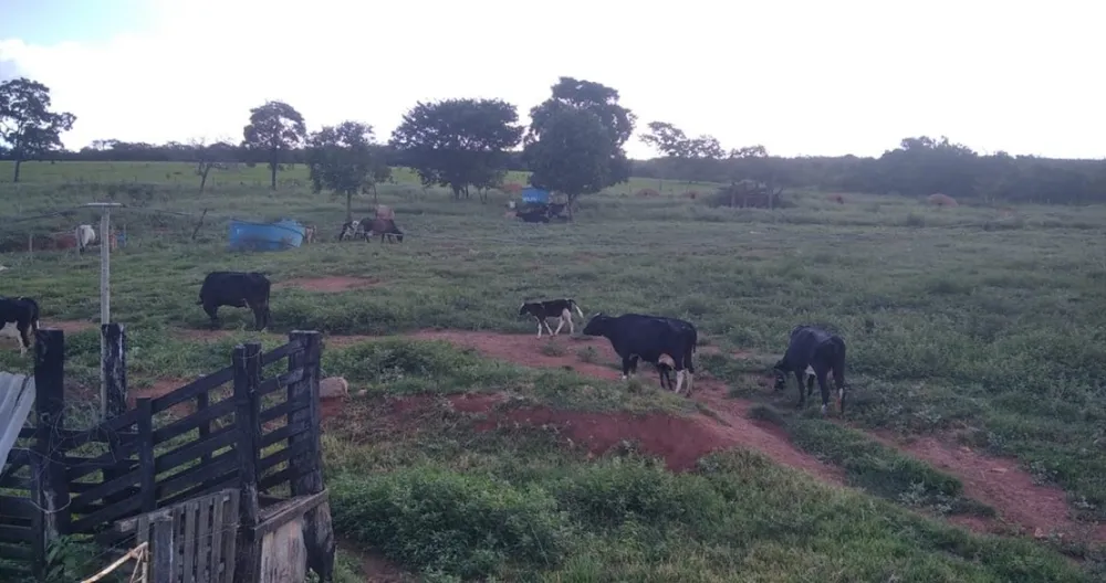 Fazenda, 200 hectares - Foto 9