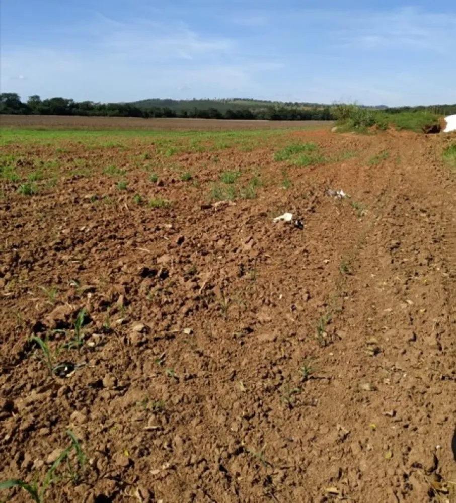 Fazenda, 200 hectares - Foto 15