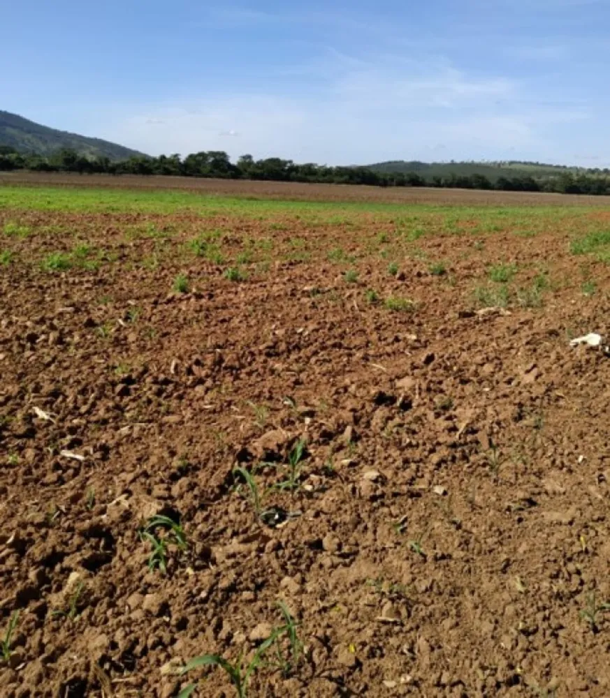Fazenda, 200 hectares - Foto 14