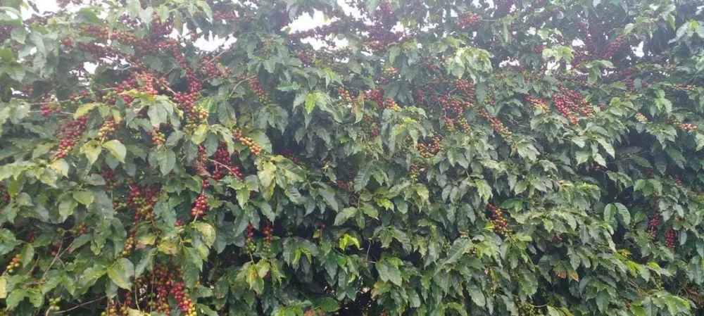 Fazenda, 208 hectares - Foto 8