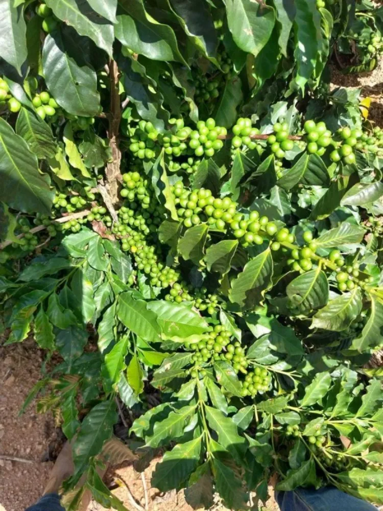 Fazenda, 208 hectares - Foto 14