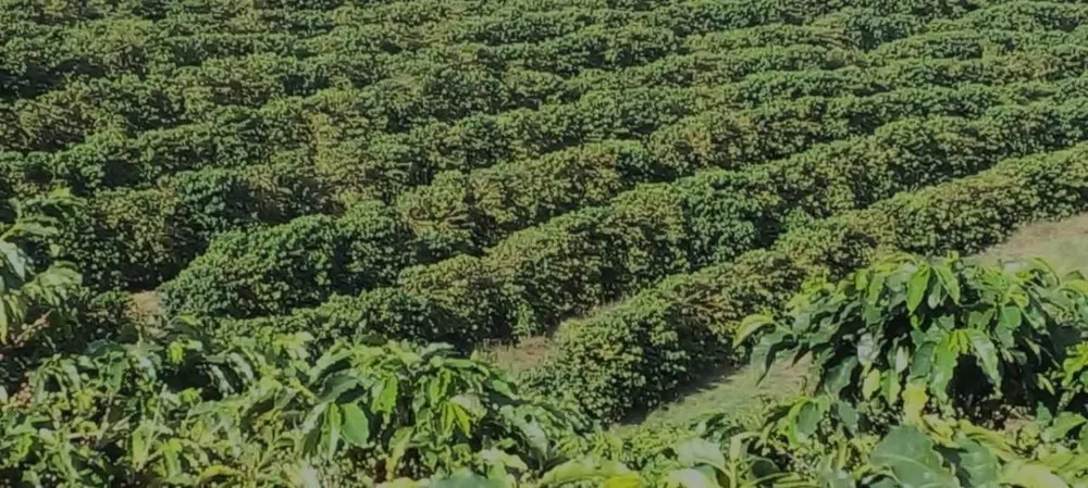 Fazenda, 208 hectares - Foto 1