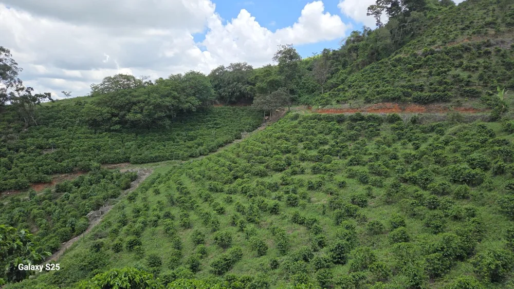 Fazenda, 208 hectares - Foto 11