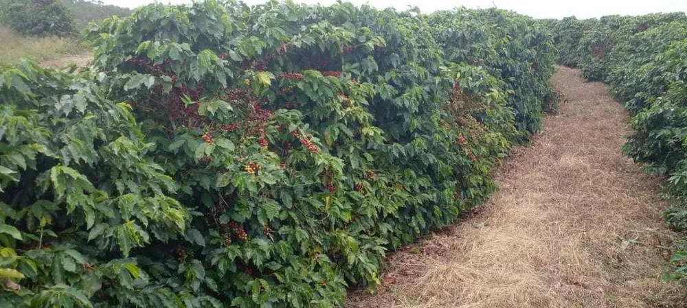 Fazenda, 208 hectares - Foto 10