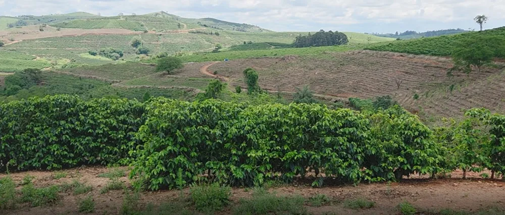Fazenda, 208 hectares - Foto 6
