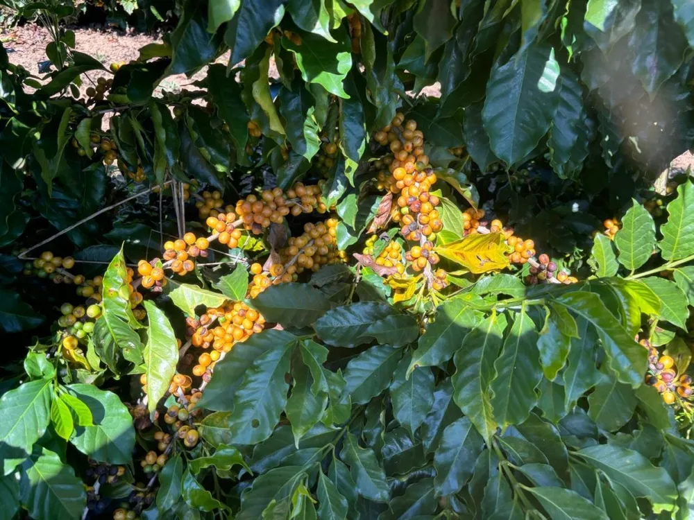 Fazenda, 208 hectares - Foto 12