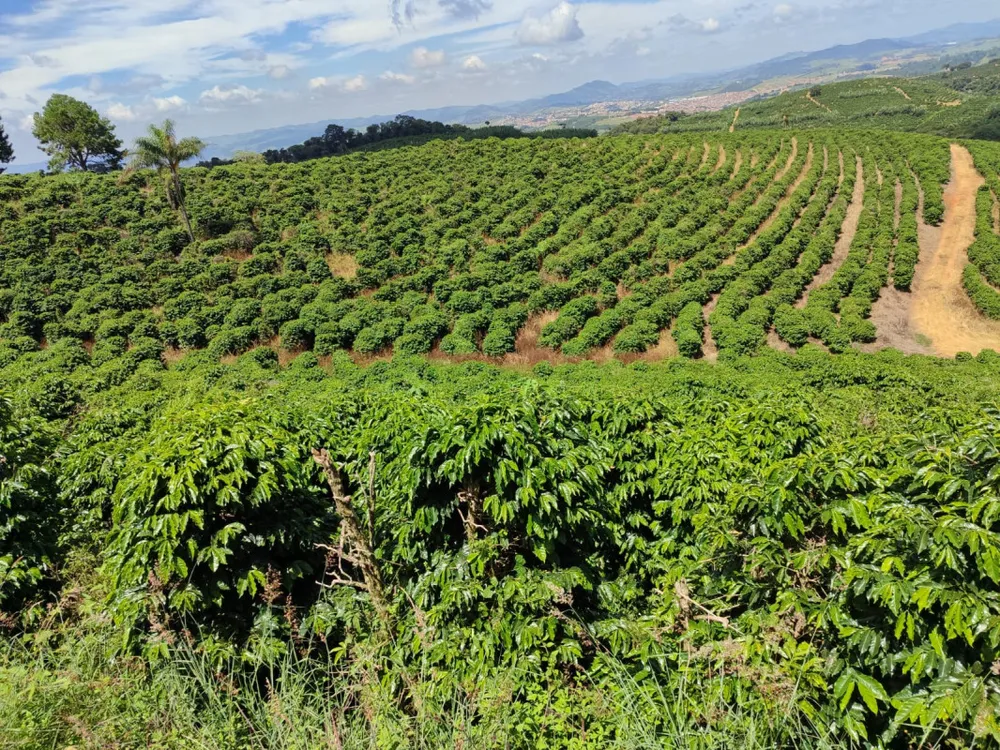 Fazenda, 106 hectares - Foto 4