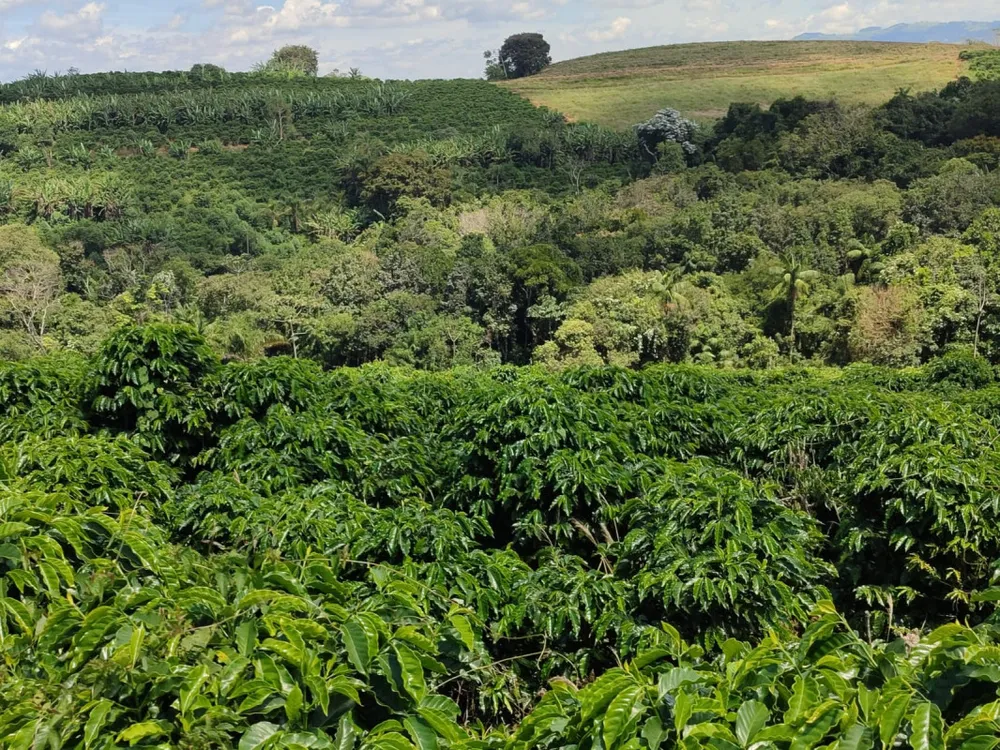 Fazenda, 106 hectares - Foto 9