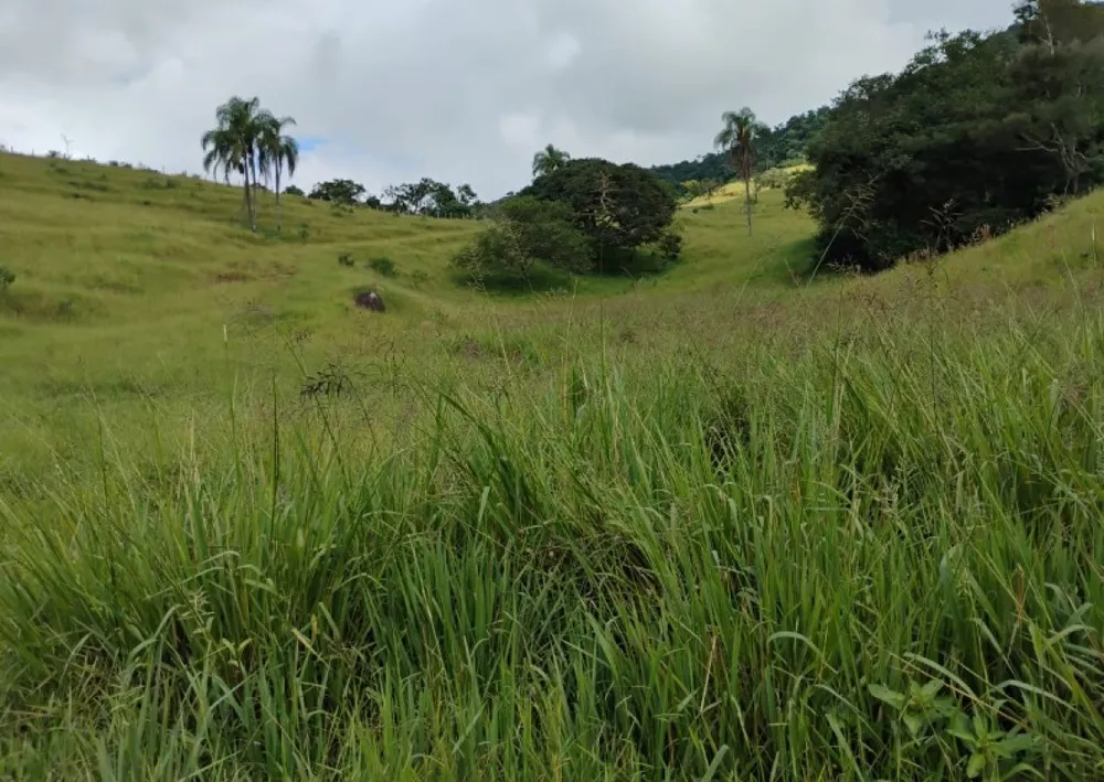 Fazenda, 57 hectares - Foto 6