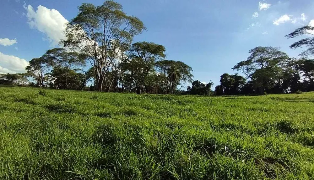 Fazenda, 730 hectares - Foto 6
