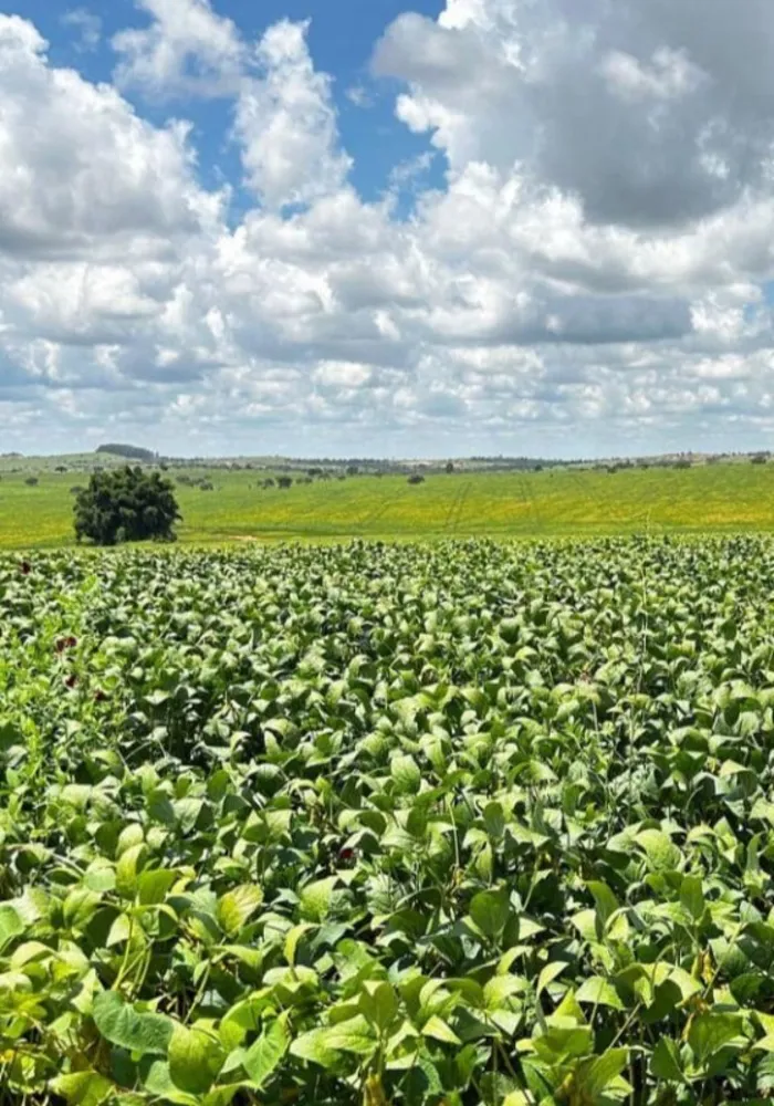 Fazenda, 205 m² - Foto 5