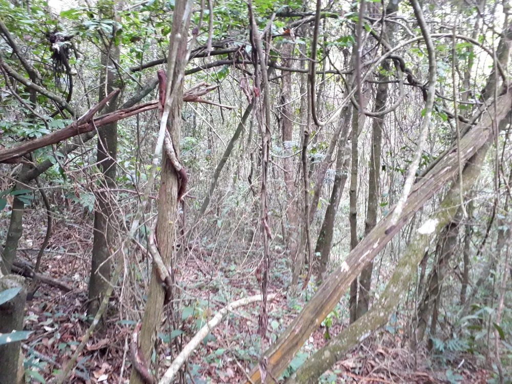 Terreno, 1 hectares - Foto 4