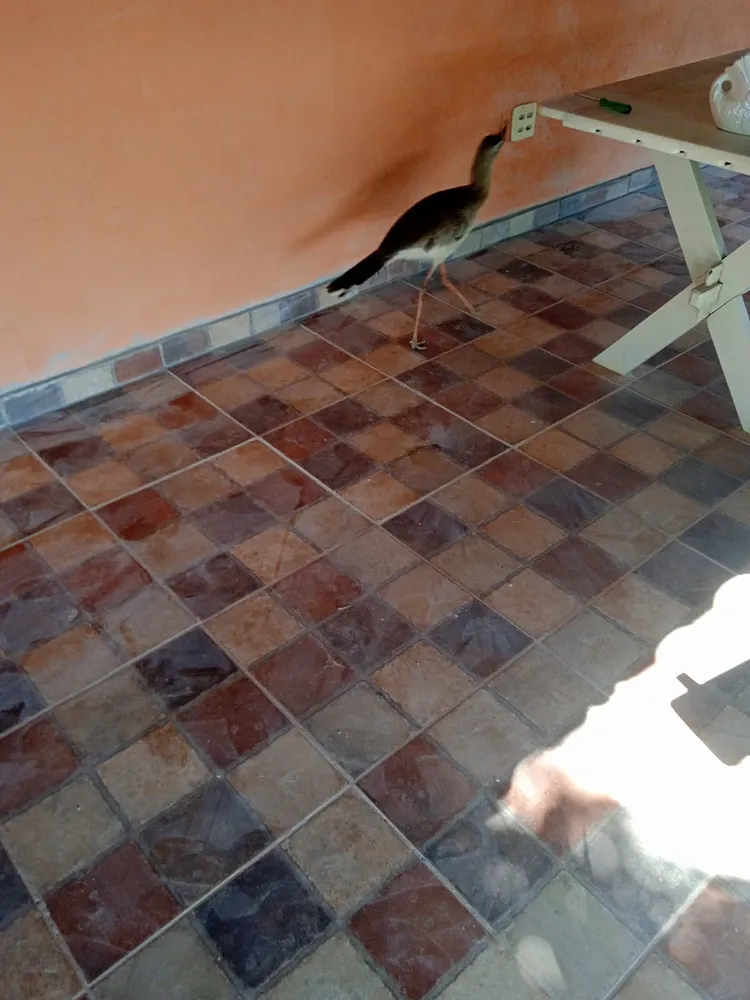 Chácara, 2 quartos, 3000 m² - Foto 11