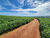 Fazenda, 203 hectares - Foto 2
