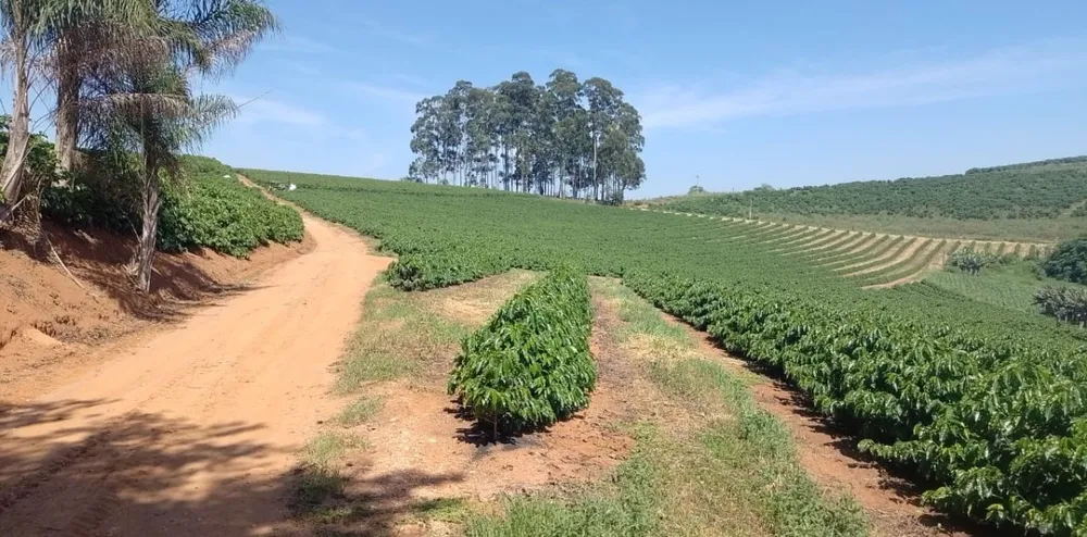 Fazenda, 4114 hectares - Foto 5