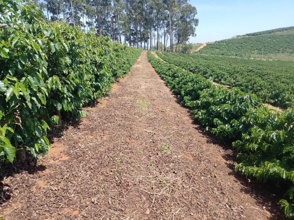 Fazenda, 4114 hectares - Foto 8
