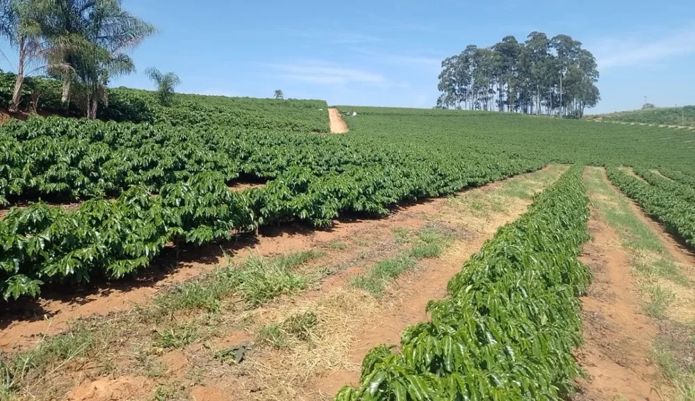 Sítio, 1 quarto, 4114 hectares - Foto 1