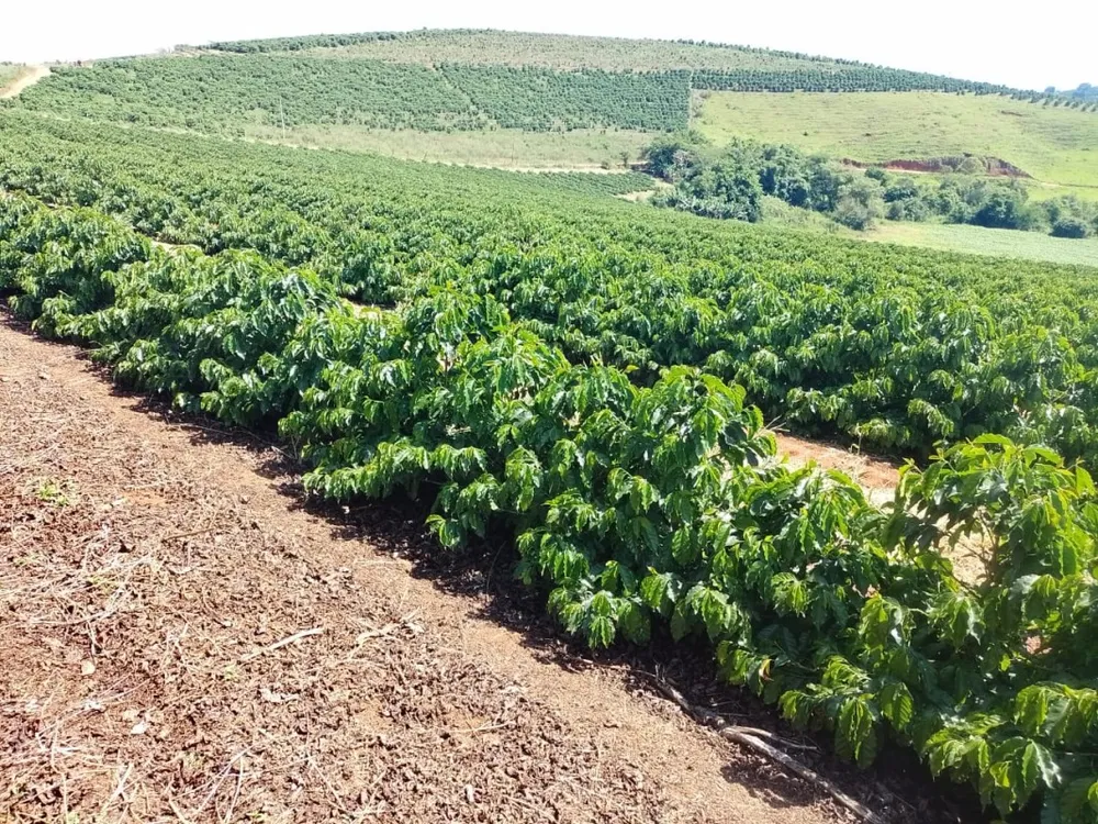 Sítio, 1 quarto, 4114 hectares - Foto 10