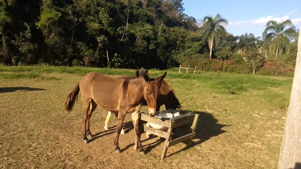 Chácara, 1 quarto, 385 hectares - Foto 4