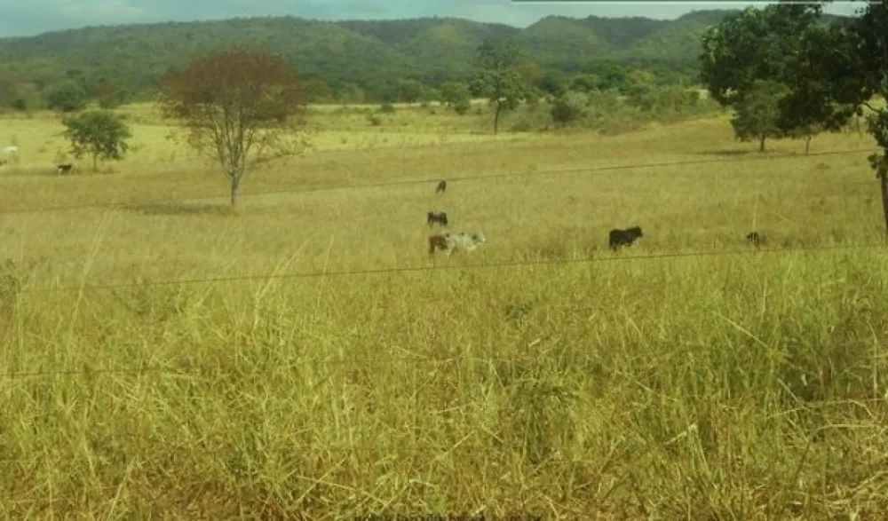 Fazenda, 1033 hectares - Foto 6