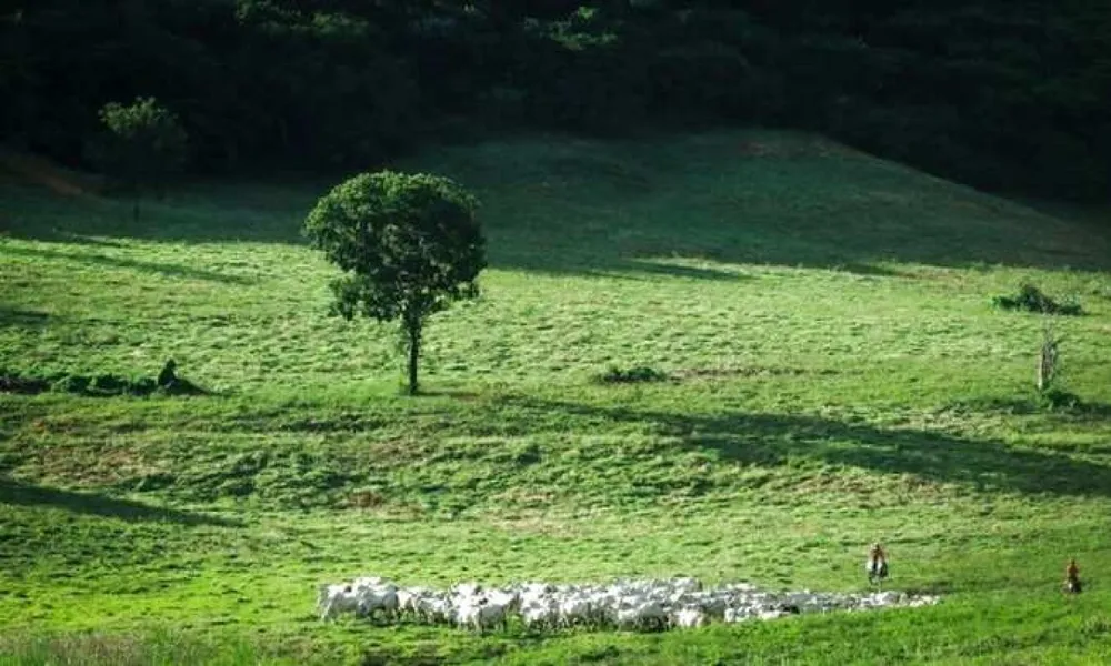 Fazenda, 1033 hectares - Foto 4