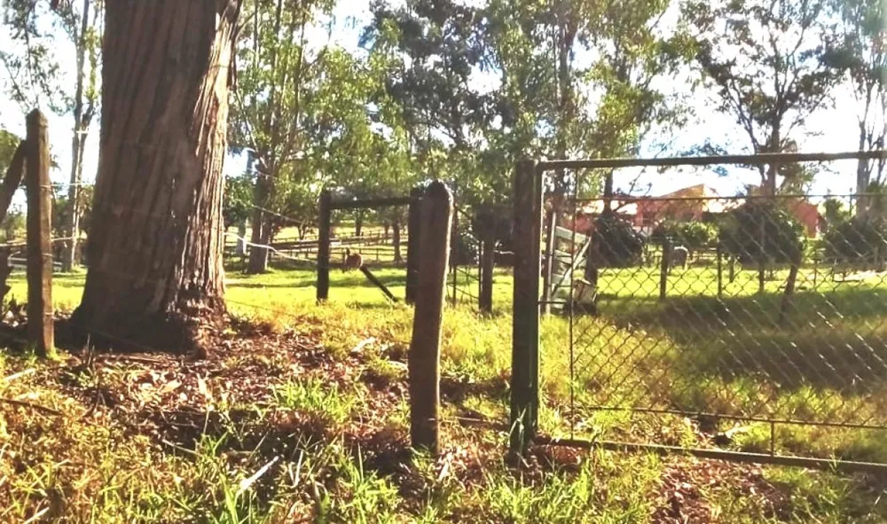 Fazenda, 487 hectares - Foto 12