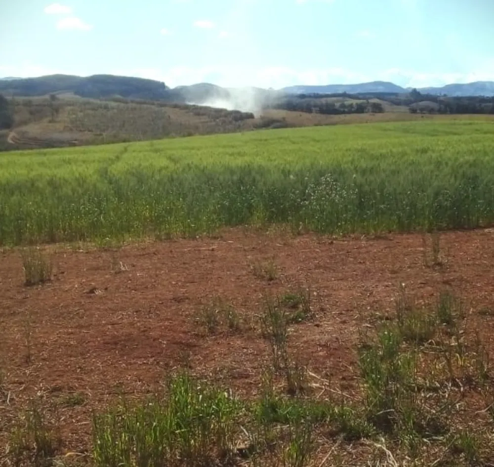 Fazenda, 487 hectares - Foto 8