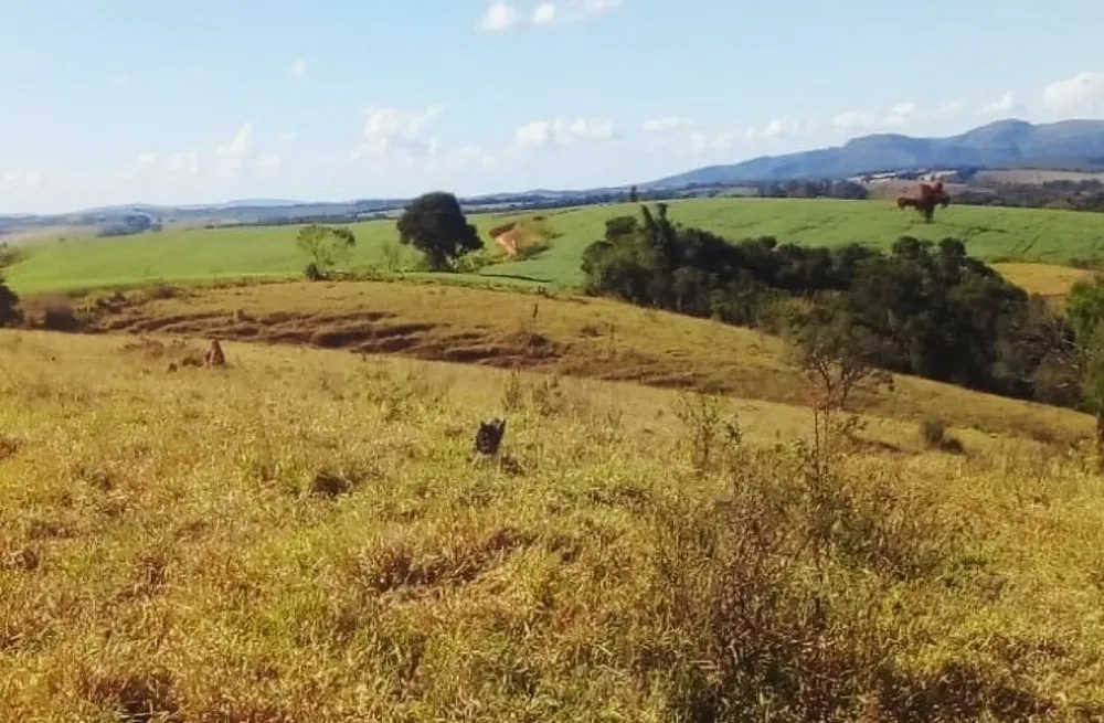 Fazenda, 487 hectares - Foto 7