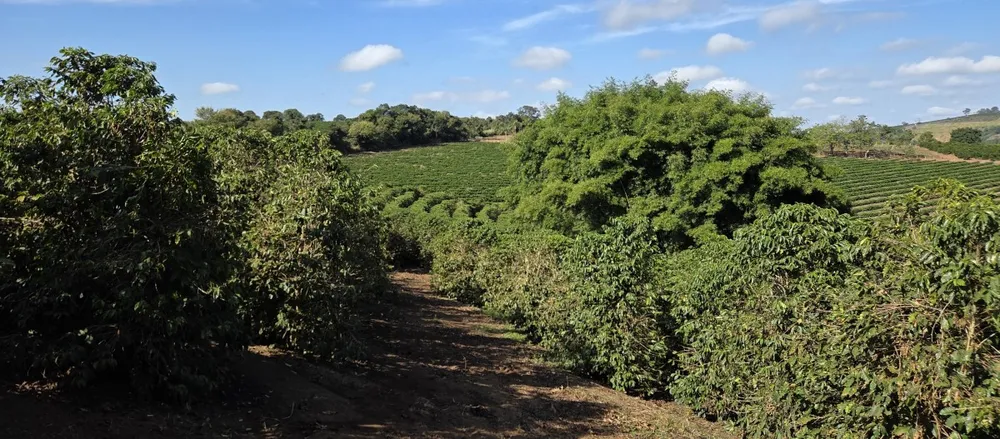 Sítio, 3 quartos, 19 hectares - Foto 4