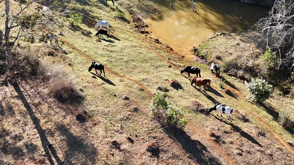 Fazenda, 309 hectares - Foto 11