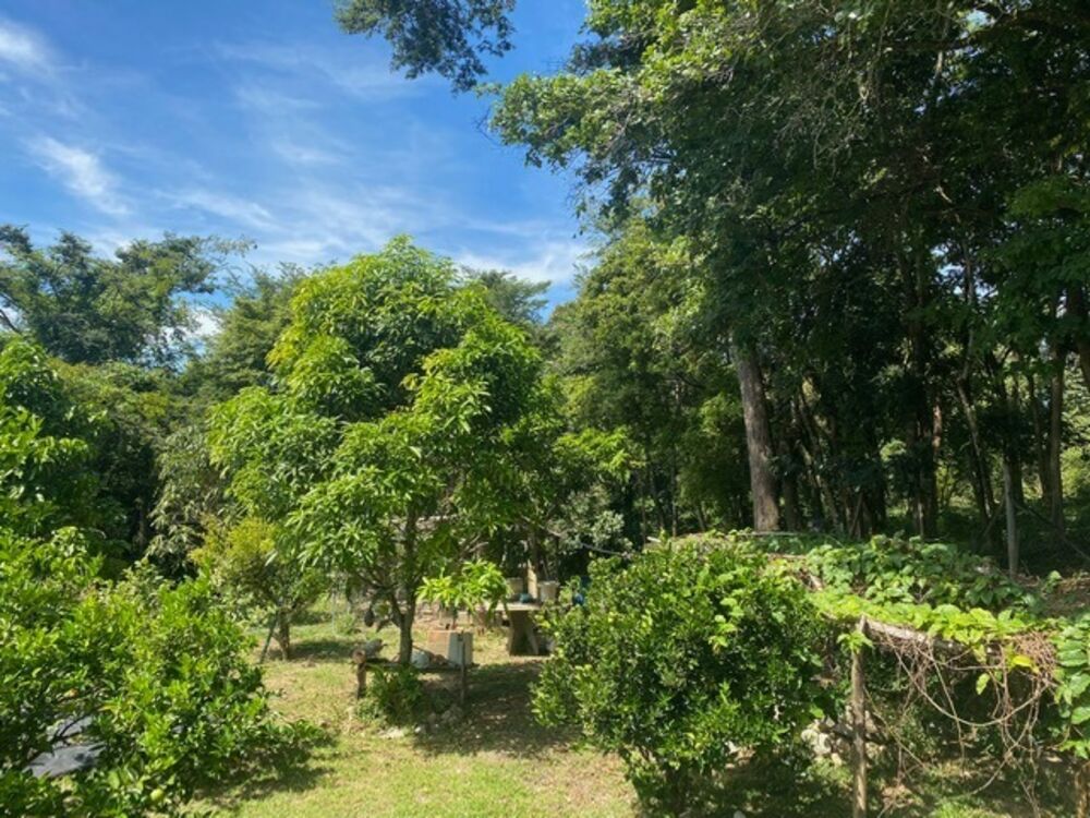 Sítio à venda com 3 quartos, 250m² - Foto 13