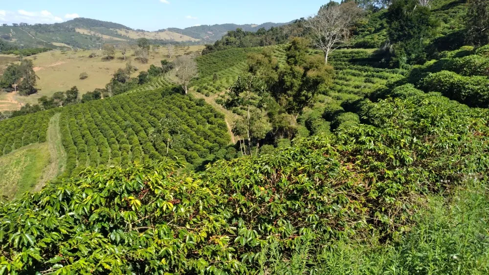 Fazenda, 101 hectares - Foto 3