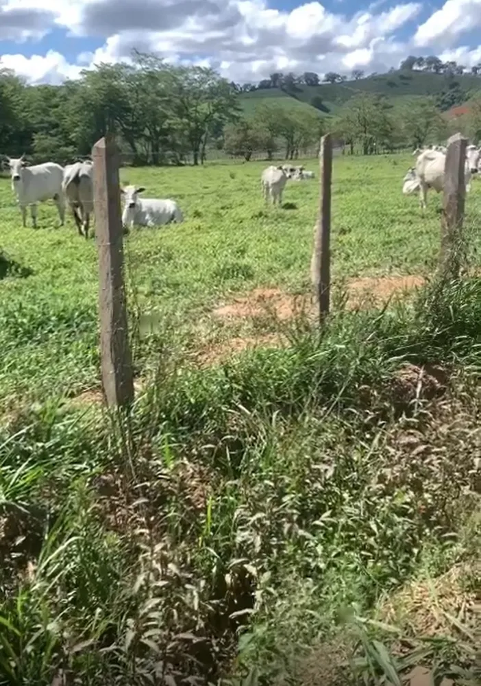 Fazenda, 320 hectares - Foto 4