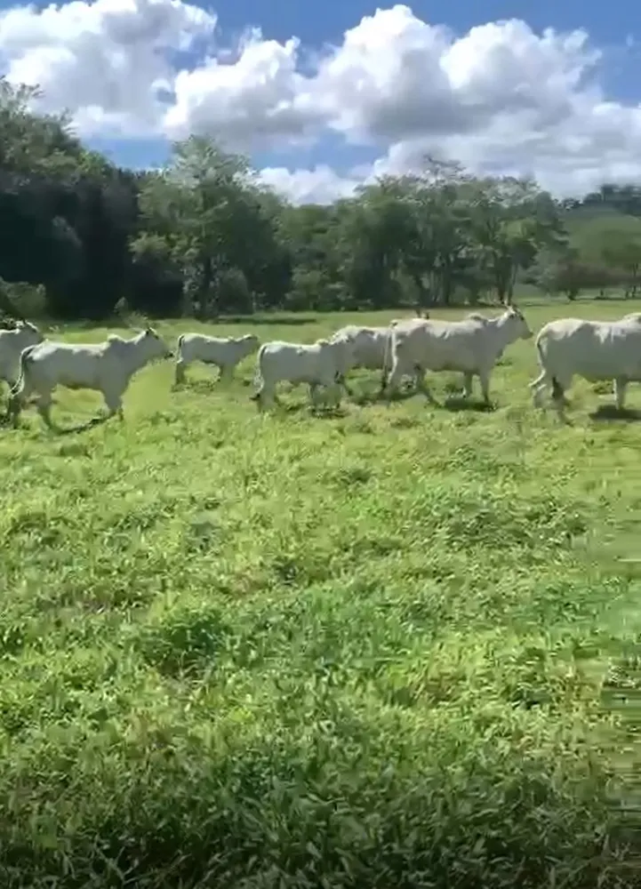 Fazenda, 320 hectares - Foto 7