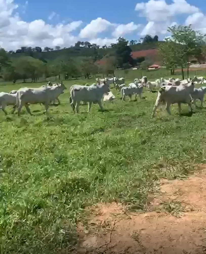 Fazenda, 320 hectares - Foto 8