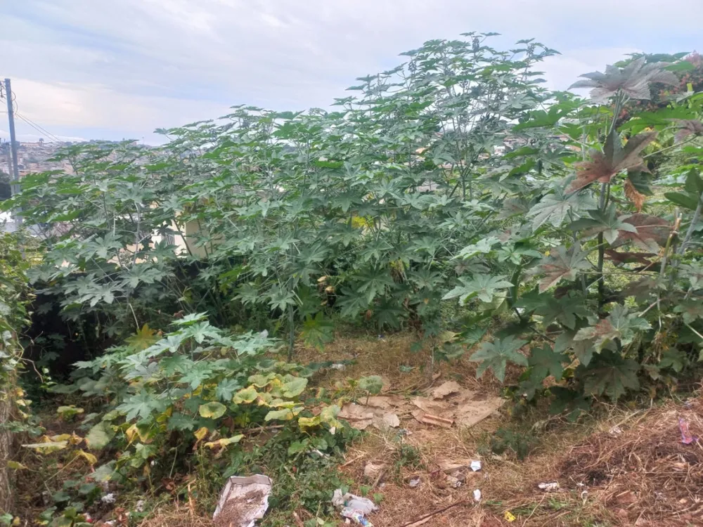 Terreno, 360 m² - Foto 1