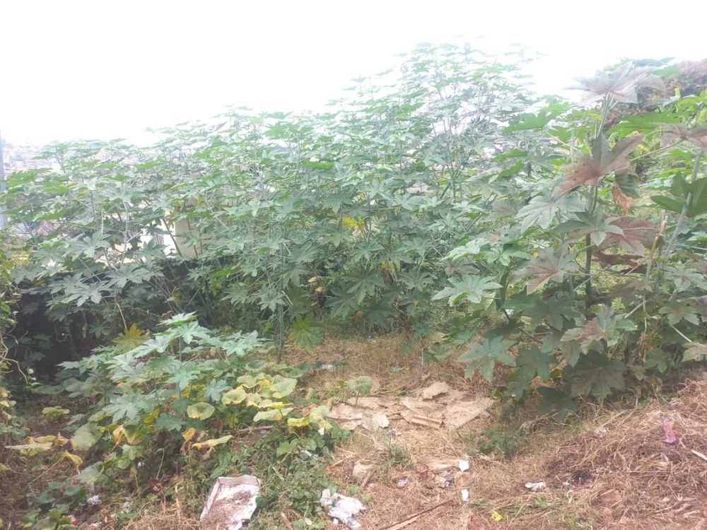 Terreno, 360 m² - Foto 4