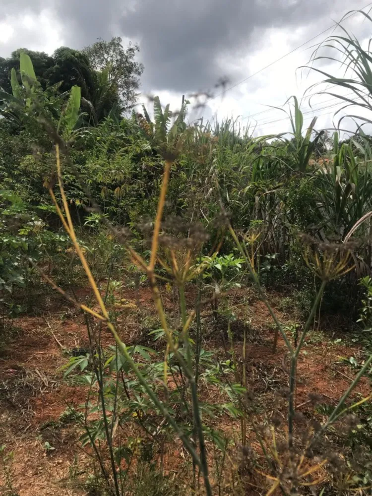 Terreno, 500 m² - Foto 6